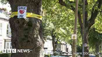 Sheffield tree campaigners' efforts to be recognised by council plaque