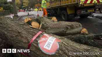 Sheffield City Council publishes tree felling apology letter
