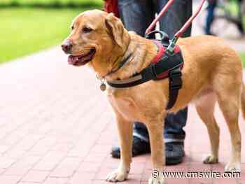 Artificial Intelligence Is the New Guide Dog for Everyone