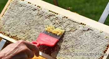 Zoo Vivarium: Erste Honigernte der Zoo-Bienen