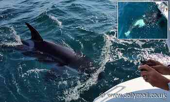 Killer whale rams into yacht off Shetland in first UK orca attack
