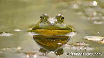 Missouri frogging season begins on June 30