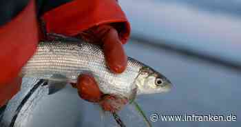 Bodenseefischer dürfen jahrelang keine Felchen mehr fangen