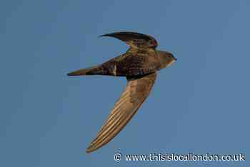 Wild Things: Swifts' return no anti-climax