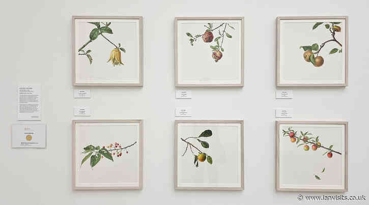 Botanical art show blooms with delicate wonders at the Saatchi Gallery