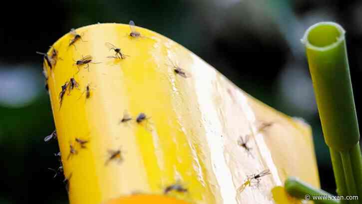 Season of flies: Why the heat helps them replicate