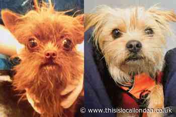 Orpington mum left starving dogs without water for four days