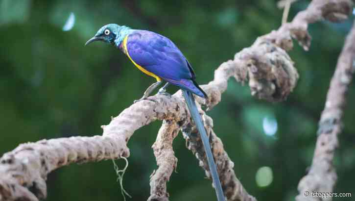 A Review of the Leica Vario-Elmar-SL 100-400mm f/5-6.3 Lens