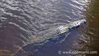 ‘I just got bit by a gator': 13-year-old boy hospitalized after attack in Central Florida