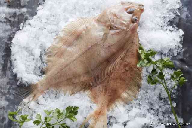 “Deze vis verdient terecht nog meer promotie”: schartong, ‘Schotse schulle’, is de Vis van het Jaar 2023