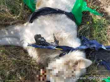 L'orrore su un cucciolo di pastore maremmano: soffocato con una busta