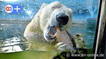 Peta-Anzeige gegen Tierpark Neumünster: Darum geht es