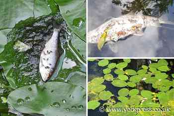 Dead fish in River Foss, York – Environment Agency says why