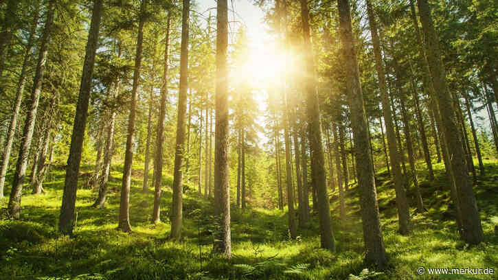 Stadtwerke Weilheim setzen auf Holz als nachhaltigen Energieträger für Fernwärmenetze