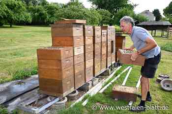 Imker aus Altenbeken wurde ein Bienenvolk gestohlen