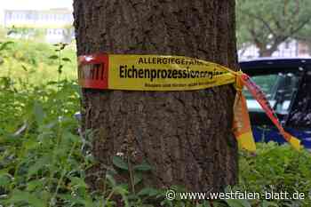 Wie stark macht sich der Eichenprozessionsspinner in Enger und Spenge breit?