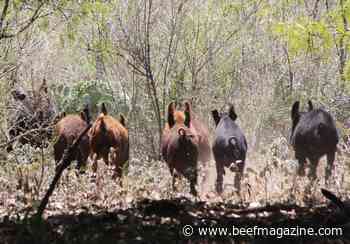 Feral Swine Eradication Act introduced in the House