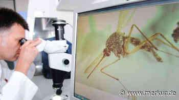Impfstoff gegen Chikungunya: Das steckt hinter der Tropenkrankheit