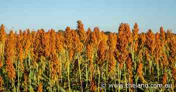 Continuing dry conditions bolster markets