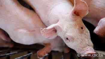 Manitoba pork producers keep a close eye on U.S. legislation