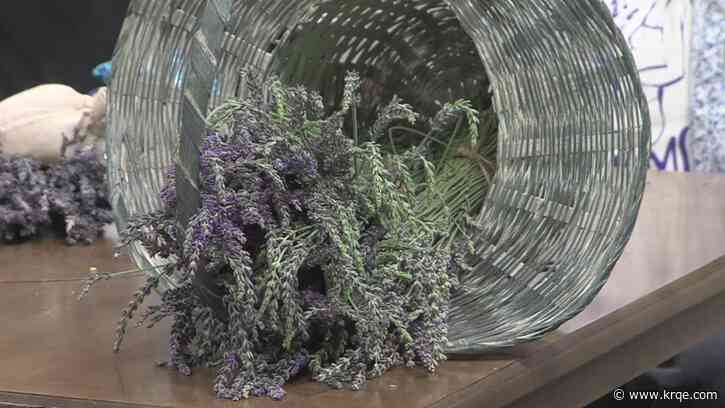 Jo's Farms celebrate the third annual Lavender 'U-Pick' event
