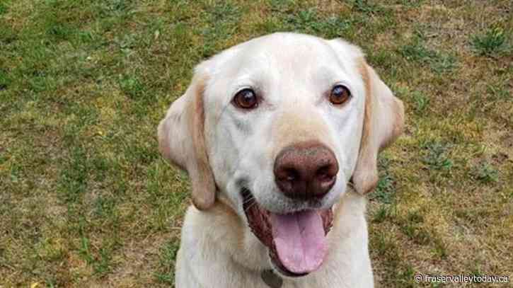 ‘Hugo is fine’: RCMP say Richmond, B.C., resident harassed over false cruelty claim