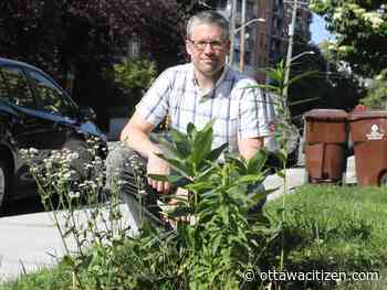 Transportation committee approves 'restrictive' new rules on gardens build on city right of ways