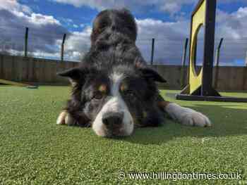 Keeping dogs safe in heat: advice from Harefield centre