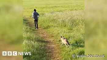 Jogger attacked by 'out of control' dog in York - police