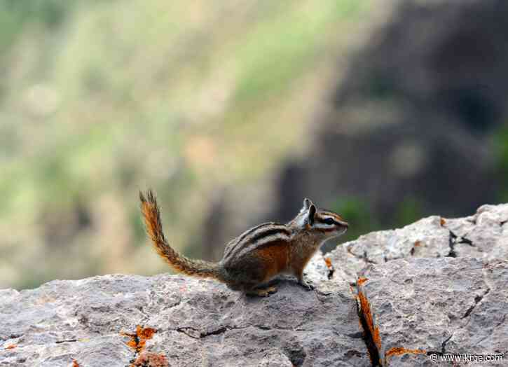 Lawsuit against U.S. Fish and Wildlife wants protections for New Mexico chipmunk