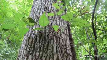 The tallest poison ivy in the world is in Ontario, says Guinness