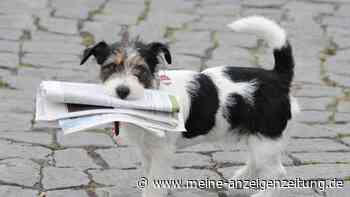 So wird Ihr Hund zum Haushaltshelfer
