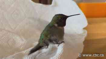 #TheMoment a man nurses a hummingbird back to health