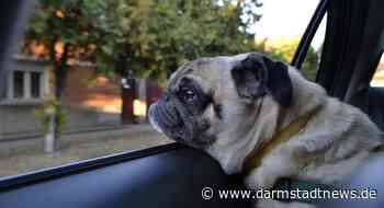 Urlaub mit Hund – Tipps vom ADAC