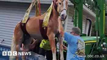 Firefighters rescue horse from Florida swimming pool