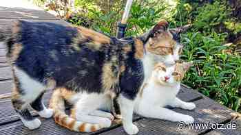 Zauberhafte Geschwister im Tierschutzverein Jena suchen Zuhause
