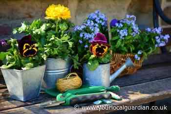 6 ways you might be breaking the law in your garden