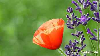 Bunter Garten trotz trockener Böden: Klatschmohn und Co. blühen auch mit wenig Wasser wunderschön