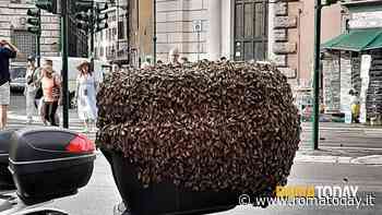 Uno sciame d'api sul bauletto di una moto in pieno centro a Roma