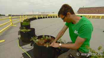 Growing vegetables on a lot of unused spaces