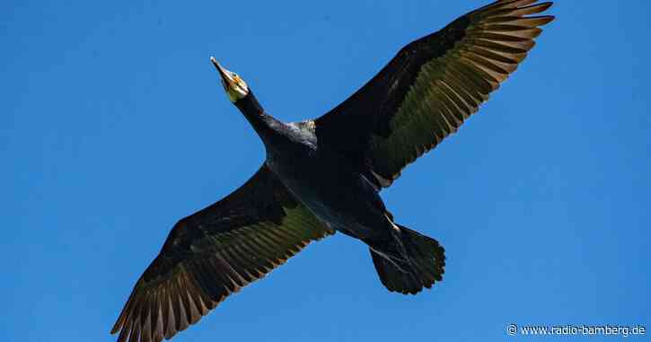 Bodenseefischer: Kormoranbestand auf ein Drittel reduzieren