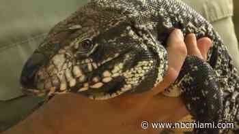 Ron Magill calls Florida the ‘Ellis Island of exotic animals' after invasive tegu lizard spotted in man's backyard