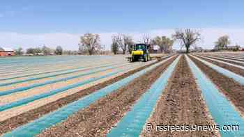 Cantaloupe planting underway in Rocky Ford