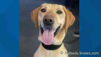 Boulder PD honors fallen officer in name of new police K9