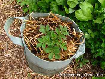 Growing Things: One potato, two potato, three potato, four …