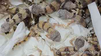 Geckos, Schlangen und Skorpione – Mann wird mit fast 90 Reptilien am Flughafen erwischt