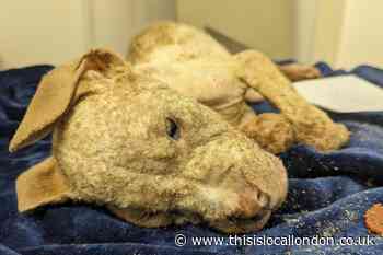 Bulldog puppy dies after Thornton Heath man fails to take to vet
