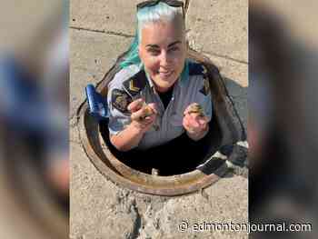 Red Deer RCMP flock to the rescue of some lucky ducklings