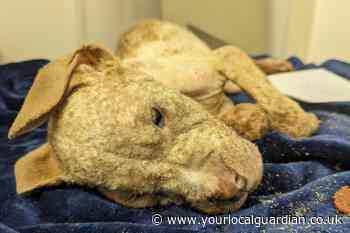 Bulldog puppy dies after Thornton Heath man fails to take to vet