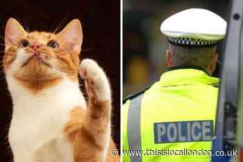 Caller dials 999 after being 'followed' by cat in Finchley